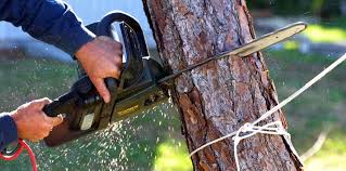 Professional Tree Care in Westlake Corner, VA