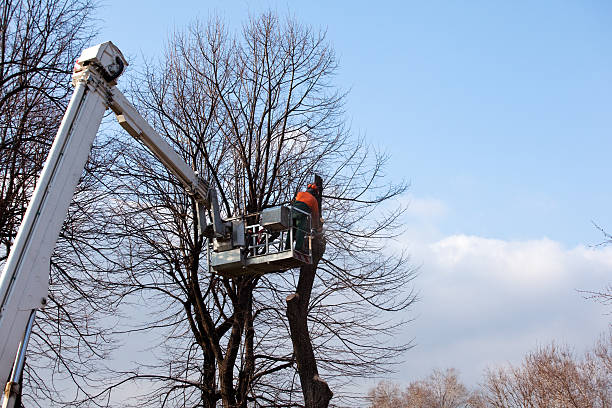 Best Tree Disease Treatment  in Westlake Corner, VA